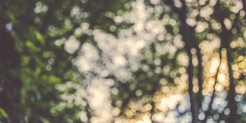 中国湿地观鸟旅行指南：盐城丹顶鹤与鄱阳湖候鸟季的生态摄影全攻略