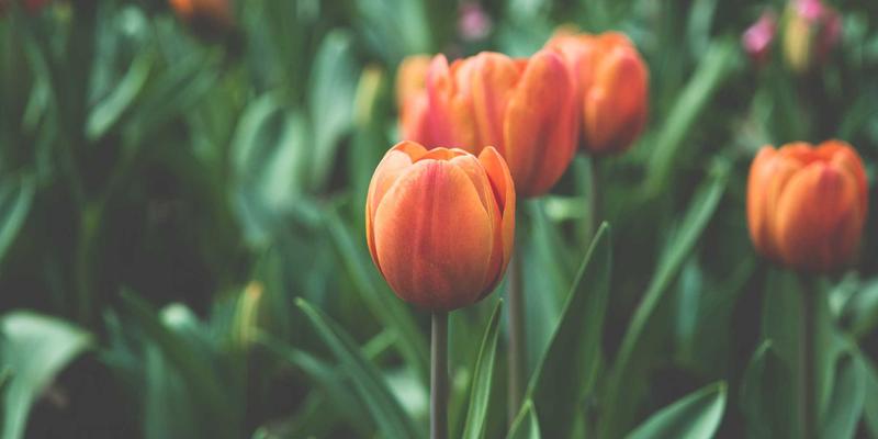 追寻红色足迹：中国经典红色旅游线路与历史深度解读 | 旅游资讯与景点推荐